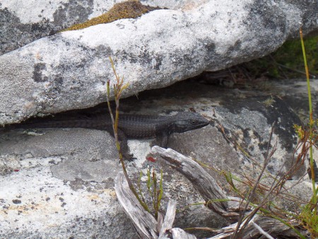 Lézard Noir..du Cap