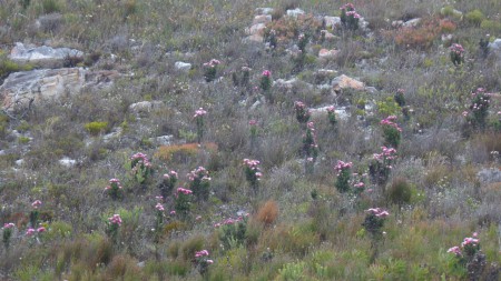 Fynbos sur les hauteurs d'Hermanus