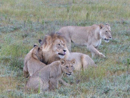 Gondwana, en famille..