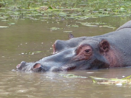 Hippo Cool...tant qu'on le laisse en paix!