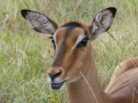 La Belle Impala